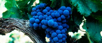 Cabernet - Glengarry Wine