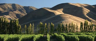 New Zealand Wine - Glengarry Wine