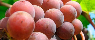 Pinot Gris - Glengarry Wine
