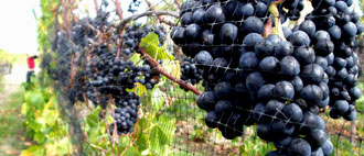 Pinot Noir - Glengarry Wine