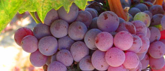 Shiraz - Glengarry Wine