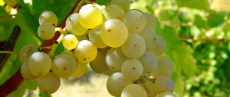 Sauvignon Blanc - Glengarry Wine