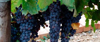 Shiraz - Glengarry Wine
