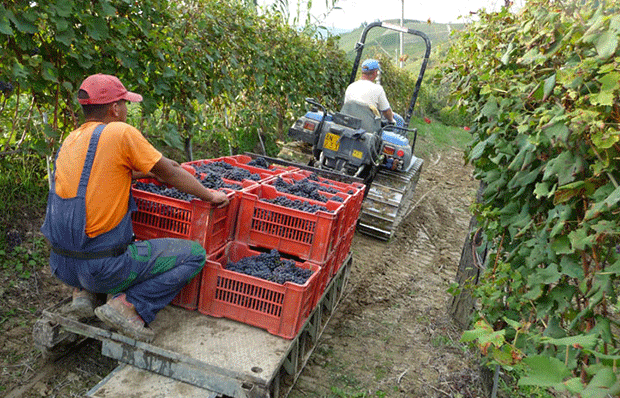 Marchesi Di Gresy